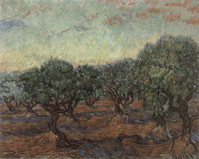 Olive Orchard,Saint-Remy, Vincent Van Gogh